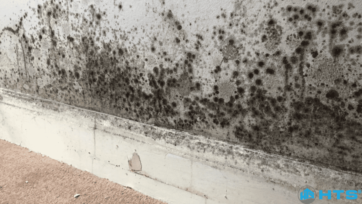 Tường nhà bị ẩm có sơn được không? Giải pháp xử lý ẩm mốc trước khi sơn để tránh bong tróc, xuống màu